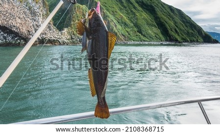 Freshly caught sea bass. Close-up. Spiny fins are visible, a fishing rod with a fishing line. The background is the ocean, the picturesque coast of Kamchatka. Avacha Bay. Pacific ocean Royalty-Free Stock Photo #2108368715