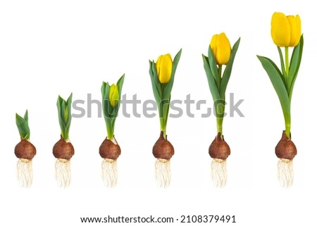 Growth stages of a yellow tulip from flower bulb to blooming flower isolated on a white background Royalty-Free Stock Photo #2108379491
