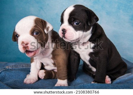 Two funny American Bullies puppies chocolate brown and black color on blue jeans background