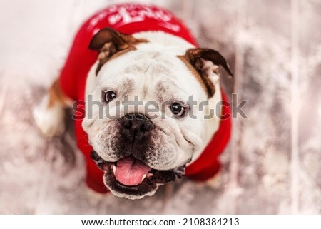 cute english bulldog christmas portrait