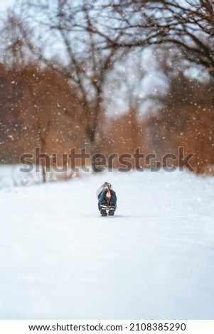 Rear view of a small Yorkshire Terrier dog walking along a winter snow-covered forest trail. Winter landscape