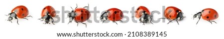 Set with beautiful ladybugs on white background. Banner design  Royalty-Free Stock Photo #2108389145