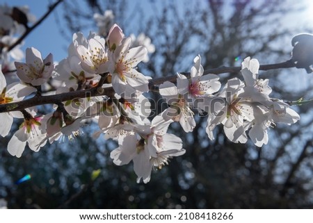 Close-up of white blossoms of an almond tree, Prunus dulcis, at dawn on a sunny day. Island of Mallorca, Spain