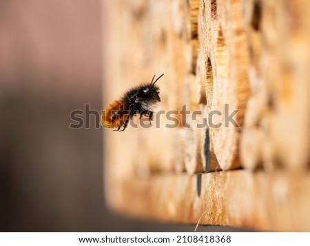 Osmia wall bee flying in front of nest, sunny day in spring, Vienna (Austria) Royalty-Free Stock Photo #2108418368