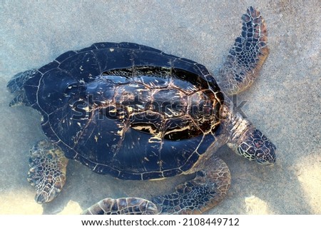 Loggerhead (Caretta caretta) turtle photography taken from above.