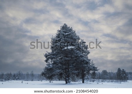 Winter evening landscape with trees in the foreground.