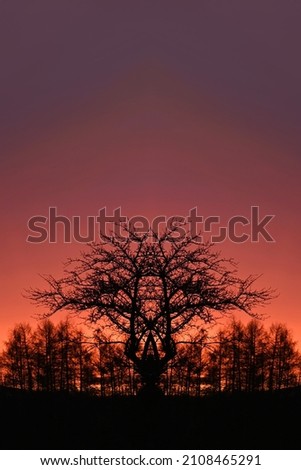 Amazing tree and colorfull sunset.