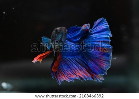 Siamese fighting fish
beautiful blue and red fish
with black background