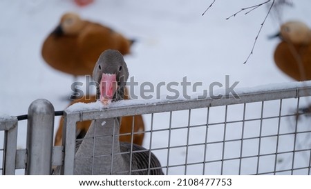 The swan goose (Anser cygnoides) behind bars. Wild animals in captivity.