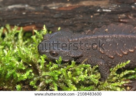 Closeup on a black adult, critically endangered anderson's salamander, Echinotriton andersoni, endemic to the Riu-Kiu peninsula , Japan