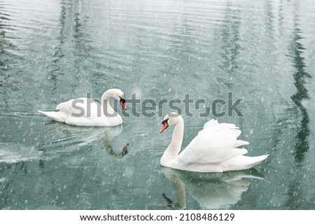Couple of white swans swim in the winter lake water. Snow falling. Animal photography