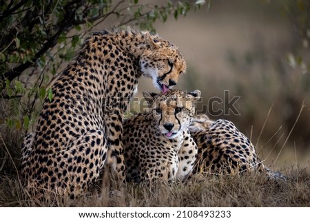 Cheetah cubs waiting till the rain is over Royalty-Free Stock Photo #2108493233