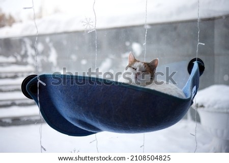 cat laying in wall glass mounted bed at home.