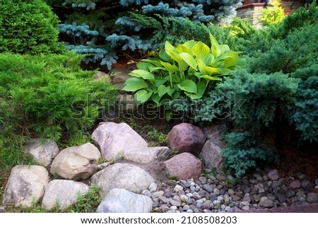 decorative design of a garden with a host plant.hosta plant in the garden. Green bush Hosta. Hosta leaves.