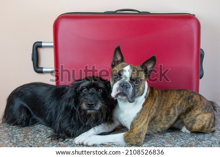 two dogs, small schnauzers and a Boston terrier with a large red suitcase. Concept of travel  with dogs