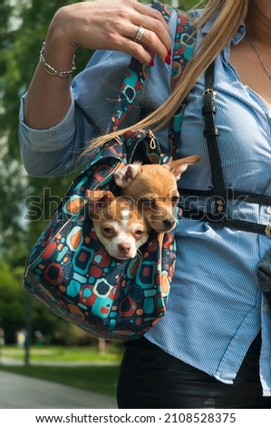 Two cute little dogs sitting in the purse of well-dressed woman going outside on sunny day. Vertical footage