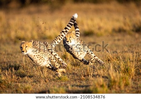 Cheetah cubs playing in the early morning Royalty-Free Stock Photo #2108534876