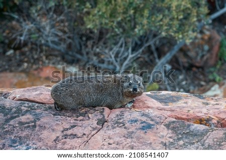 Rock hyrax, Procavia capensis, on the Waterberg Plateau in Namibia, Africa