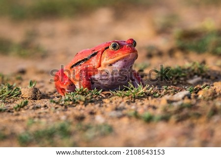 Tomato frog (Dyscophus guineti), also known as the false tomato frog.