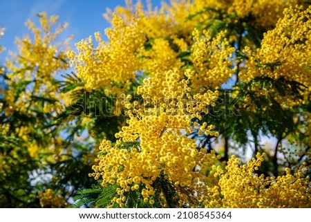 Beautiful Yellow mimosa small flowers in spring garden with sunny bokeh light. Yellow gold flowering mimosa tree. Acacia dealbata tree with gold blossom Royalty-Free Stock Photo #2108545364