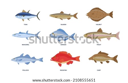 River or sea fish set. Colorful stickers with underwater wildlife inhabitants. Freshwater or marine fish. Tuna, salmon, carp and dorado. Cartoon flat vector collection isolated on white background