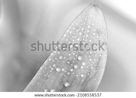 Black and white picture of a flower petal with water drops