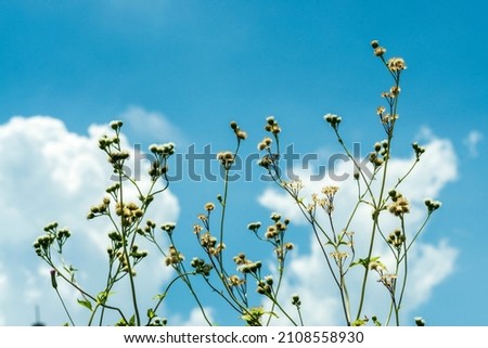 Yellow flowers under blue sky