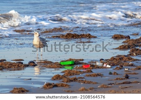 Seagull looking at plastic trash near the surf on the beach Royalty-Free Stock Photo #2108564576