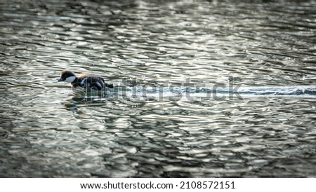A Gogol duck swimming in the water