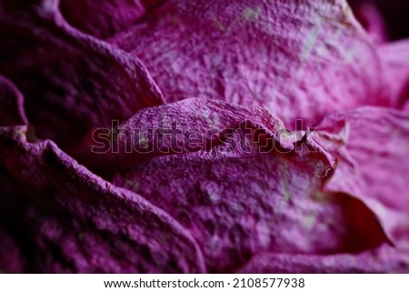 Dry rose petals. Macro photography. Abstract background. Wilted plant close-up.
