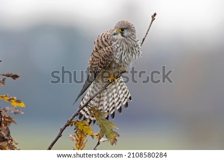A common kestrel (Falco tinnunculus) perched on a branch of a tree.