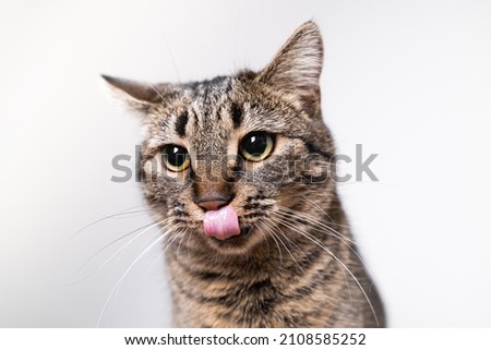Close-up view of a striped mixed-breed cat licking lips isolated on white. Animals and pets concept. Stock photo