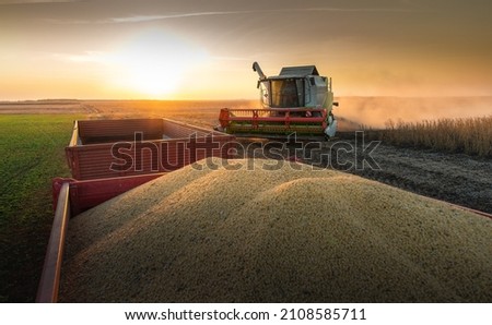 A combine harvesting soybeans at sunset Royalty-Free Stock Photo #2108585711
