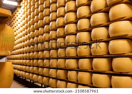 Process of making parmigiano-reggiano parmesan hard cheese on small cheese farm in Parma, Italy, factory maturation room for aging of cheese wheels up to 5 years Royalty-Free Stock Photo #2108587961