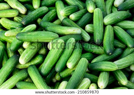 Cucumber plant products growing from fresh green raw organic farm ready to sent to supermarket. Background pile of cucumbers agriculture concept. Royalty-Free Stock Photo #210859870