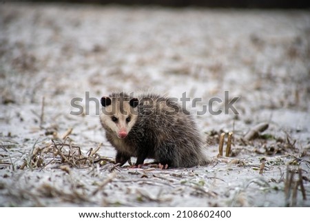 A shallow focus shot of an opossum in its natural habitat