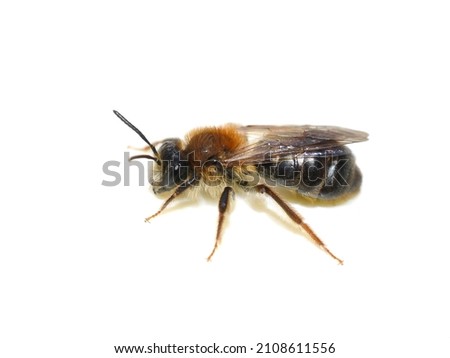 The wild solitary bee Andrena ruficrus isolated on white background Royalty-Free Stock Photo #2108611556