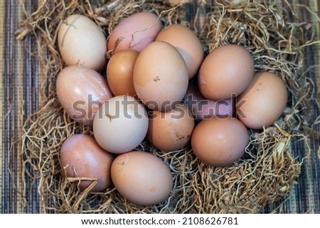 eggs and nests with dirt still visible