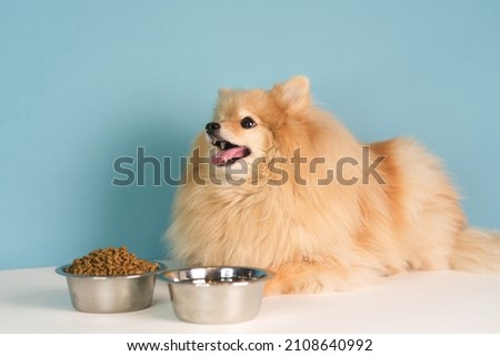 Feeding of pet, beautiful little breed, small puppy Pomeranian Spitz dog. Healthy doggy is looking at two bowls with food, dry feed and water on blue background and going to eat Royalty-Free Stock Photo #2108640992