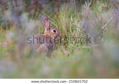 wild rabbit