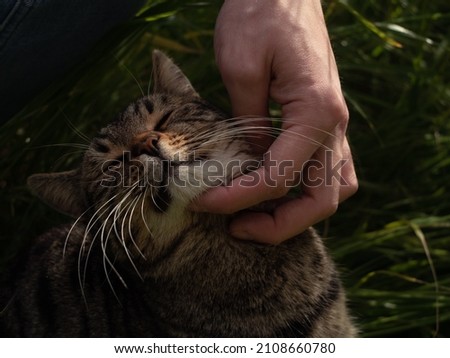 A closeup shot of a man caressing a cute cat in a garden