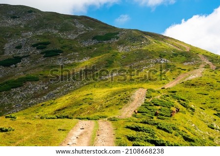 trail uphill the petros peak. beautiful summer landscape of carpathian mountains. success and achievement concept. grassy hill beneath a sky with clouds Royalty-Free Stock Photo #2108668238