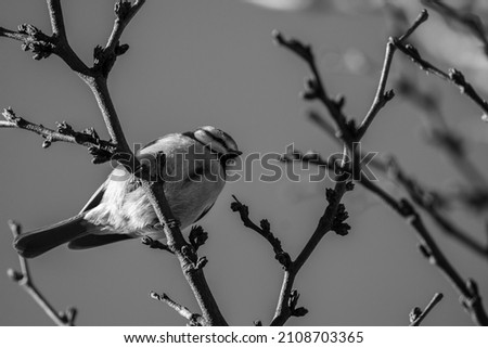 Black and white photography. Blue tit on a tree branch