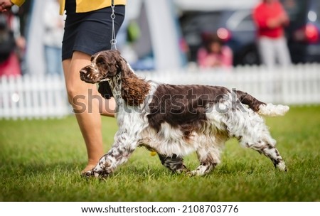 English springer spaniel moving during a dog how Royalty-Free Stock Photo #2108703776