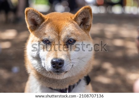 Snout view of a mature red Shiba Inu with blurred background in woods during a walk. Popular small Spitz breed of dog originating from Japan.