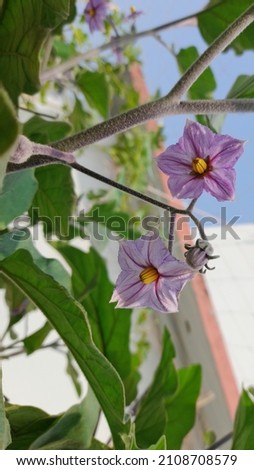 A picture of eggplant's flower focusing on a specific place and blur background 