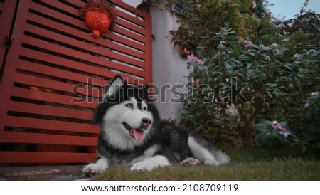 Portrait of Siberian Husky - Wolf