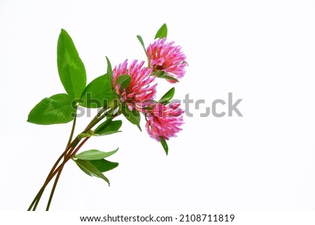 Wild red clover (Trifolium pratense). beautiful forest clover flowers isolated on a white background                        Royalty-Free Stock Photo #2108711819