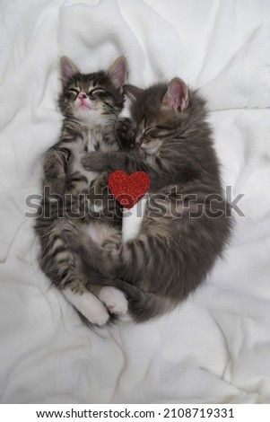 two cute little kittens sleeping on a white background valentine's day concept. High quality photo two gray kittens hugging sleep valentine's day heart valentine's day february 14