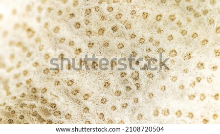 White coral close up macro photography. Fossil remains of a tropical marine animal. White abstract background on the ocean theme.